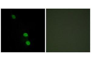 Immunofluorescence (IF) image for anti-TEA Domain Family Member 2 (TEAD2) (Internal Region) antibody (ABIN1849634) (TEAD2 Antikörper  (Internal Region))