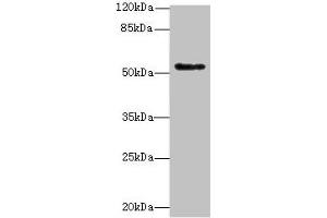 Western blot All lanes: PLEKHS1 antibody at 1. (C10orf81 Antikörper  (AA 181-462))