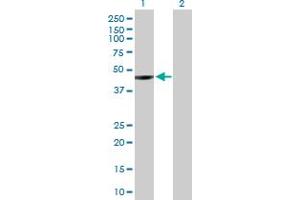 Western Blot analysis of NEIL1 expression in transfected 293T cell line by NEIL1 MaxPab polyclonal antibody. (NEIL1 Antikörper  (AA 1-390))