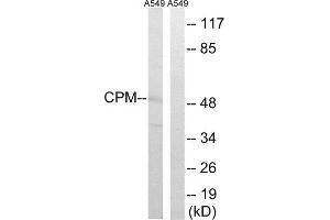 Western Blotting (WB) image for anti-Carboxypeptidase M (CPM) (Internal Region) antibody (ABIN1851024) (CPM Antikörper  (Internal Region))