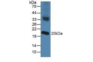 NXN antibody  (AA 166-327)