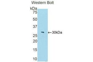 Western Blotting (WB) image for anti-Fibulin 4 (FBLN4) (AA 182-431) antibody (ABIN1858815)