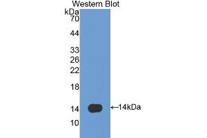 Detection of Recombinant SPD, Mouse using Polyclonal Antibody to Surfactant Associated Protein D (SPD) (SFTPD Antikörper  (AA 259-374))