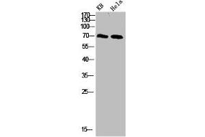 Western blot analysis of 293T Hela 3T3 lysate, antibody was diluted at 500. (PRC1 Antikörper  (AA 460-520))