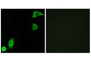 Immunofluorescence (IF) image for anti-Ribosomal Protein S20 (RPS20) (Internal Region) antibody (ABIN1850583) (RPS20 Antikörper  (Internal Region))