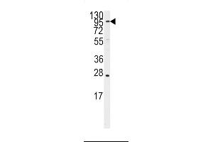 Western blot analysis of anti-ARTS1 Antibody (Center) (ABIN392336 and ABIN2841976) in Ramos cell line lysates (35 μg/lane). (ERAP1 Antikörper  (AA 451-480))