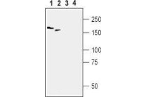 Western blot analysis of rat DRG (lanes 1 and 3) and mouse brain (lanes 2 and 4) lysates:1,2. (Periaxin (PRX) Peptid)