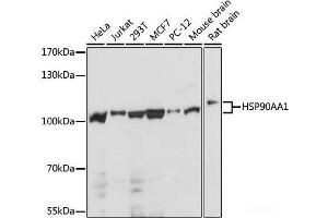 Western blot analysis of extracts of various cell lines using HSP90AA1 Polyclonal Antibody at dilution of 1:1000. (HSP90AA1 Antikörper)