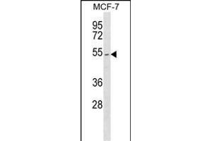 PTEN Antibody  (ABIN6242542 and ABIN6577362) western blot analysis in MCF-7 cell line lysates (35 μg/lane). (PTEN Antikörper  (AA 363-392))
