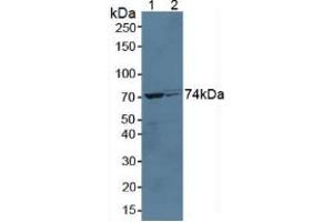 Western blot analysis of (1) Mouse Liver Tissue and (2) Rat Liver Tissue. (Growth Hormone Receptor Antikörper  (AA 36-266))