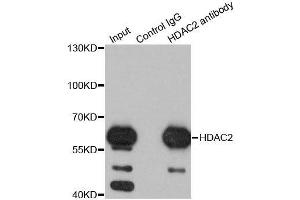 Immunoprecipitation analysis of 200ug extracts of K562 cells using 1ug HDAC2 antibody. (HDAC2 Antikörper  (C-Term))