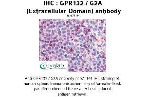 Image no. 1 for anti-G Protein-Coupled Receptor 132 (GPR132) (3rd Extracellular Domain) antibody (ABIN1734929) (G Protein-Coupled Receptor 132 Antikörper  (3rd Extracellular Domain))
