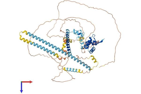 FOXP2 Protein (AA 1-715) (His tag)