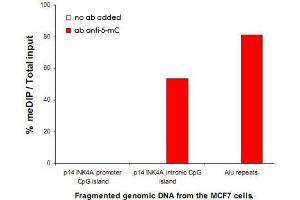 MeDIP assay was performed using fragmented genomic DNA from the MCF7 breast cancer cells, 5-mC monoclonal antibody, clone b  and optimized PCR primer sets for qPCR of the indicated regions. (5-Methylcytosine Antikörper)