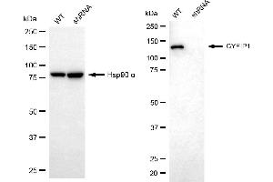 Western blotting analysis using CYFIP1 antibody (ABIN7798263). (CYFIP1 Antikörper)