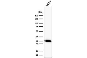 Western Blot Analysis of human MCF-7 cell lysate using Bcl-2 Rabbit Recombinant Monoclonal Antibody (BCL2/2210R). (Rekombinanter Bcl-2 Antikörper)