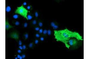 Anti-BEST3 mouse monoclonal antibody (ABIN2454025) immunofluorescent staining of COS7 cells transiently transfected by pCMV6-ENTRY BEST3 (RC218436). (Bestrophin 3 Antikörper)