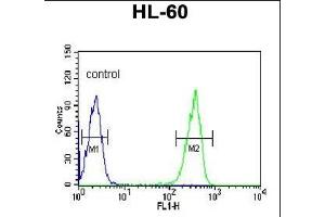 KRT9 Antibody (Center ) (ABIN652316 and ABIN2841447) flow cytometric analysis of HL-60 cells (right histogram) compared to a negative control cell (left histogram). (KRT9 Antikörper  (AA 302-331))