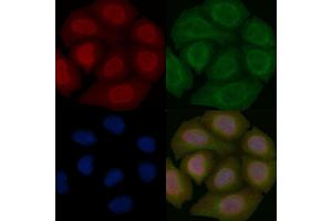 SHP1 Mouse Monoclonal Antibody staining Hela cells by IF/ICC.