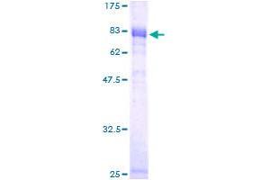 Image no. 1 for Nuclear Factor, Interleukin 3 Regulated (NFIL3) (AA 1-462) protein (GST tag) (ABIN1312476)
