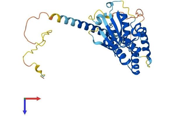 AIMP2 Protein (AA 1-320) (His tag)