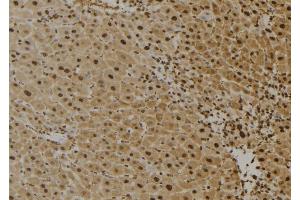 ABIN6273622 at 1/100 staining Mouse liver tissue by IHC-P. (FAIM Antikörper  (Internal Region))
