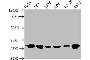 Western Blot Positive WB detected in: Hela whole cell lysate, PC3 whole cell lysate, 293T whole cell lysate, LO2 whole cell lysate, HT-29 whole cell lysate, K562 whole cell lysate All lanes: Hsp27 antibody at 0.