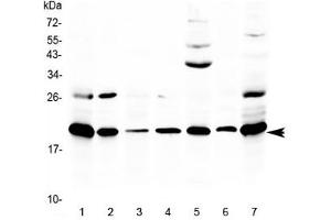Western blot testing of 1) rat thymus, 2) rat lung, 3) rat spleen, 4) rat stomach, 5) rat PC-12 cells, 6) mouse thymus and 7) mouse NIH3T3 lysate with Ccl19 antibody at 0. (CCL19 Antikörper)
