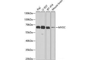 Western blot analysis of extracts of various cell lines using MYOC Polyclonal Antibody at dilution of 1:1000. (MYOC Antikörper)