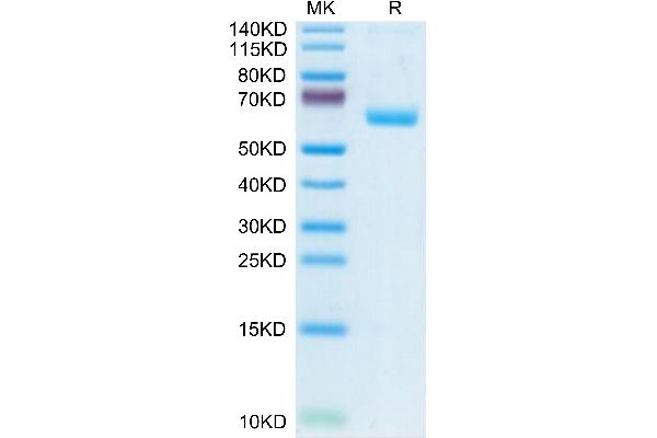 CLEC1A Protein (AA 74-280) (Fc Tag)