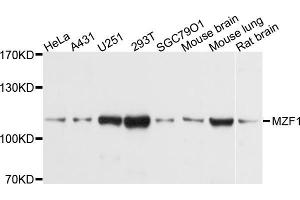 Western blot analysis of extracts of various cell lines, using MZF1 antibody (ABIN5998294) at 1/1000 dilution. (MZF1 Antikörper)