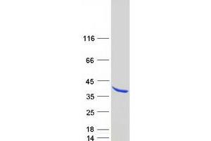 Validation with Western Blot (SYF2 Protein (Transcript Variant 1) (Myc-DYKDDDDK Tag))