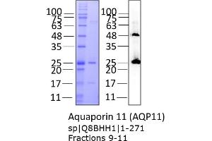 Western Blotting (WB) image for Aquaporin 11 (AQP11) (AA 1-271) protein (Strep Tag) (ABIN3124823) (AQP11 Protein (AA 1-271) (Strep Tag))