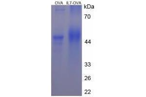 Image no. 3 for Interleukin 7 (IL7) peptide (Ovalbumin) (ABIN5666245) (Interleukin 7 (IL7) peptide (Ovalbumin))