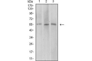 Western blot analysis using AEBP2 mouse mAb against COS7 (1), HepG2 (2), and SK-MES-1 (3) cell lysate.