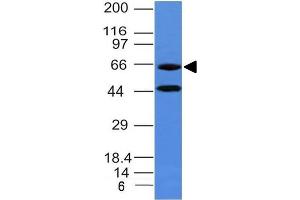 Western Blot of human Panc-1 cell lysate Chromogranin A Mouse Monoclonal Antibody (CHGA/777) (Chromogranin A Antikörper)