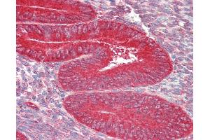 Anti-ZFP36L1 antibody IHC staining of human uterus. (ZFP36L1 Antikörper  (AA 46-95))