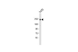 Anti-ERBB2 Antibody (C-term ) at 1:1000 dilution + T47D whole cell lysate Lysates/proteins at 20 μg per lane.