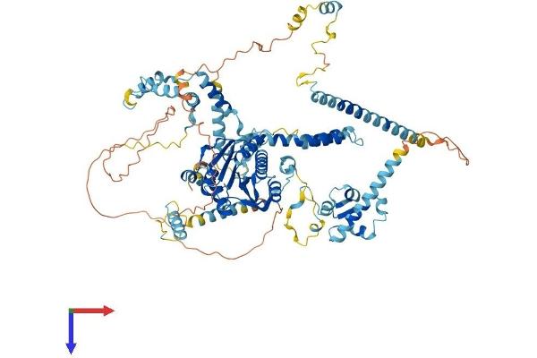 FTSJ3 Protein (AA 1-847) (His tag)