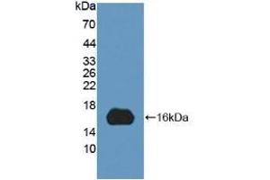 Detection of Recombinant MYCBP, Human using Polyclonal Antibody to C-Myc Binding Protein (MYCBP) (MYCBP Antikörper  (AA 2-103))