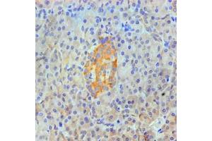 Immunohistochemical of paraffin-embedded Human pancreas tissue using ABIN7144345 at dilution of 1:200. (Annexin A2 Antikörper)