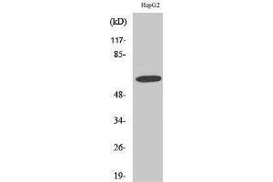 Western Blotting (WB) image for anti-gamma-aminobutyric Acid (GABA) A Receptor, alpha 4 (GABRA4) (Internal Region) antibody (ABIN3175194) (GABRA4 Antikörper  (Internal Region))
