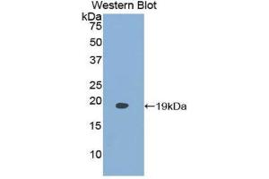 Western Blotting (WB) image for anti-Fatty Acid Binding Protein 9, Testis (FABP9) (AA 1-132) antibody (ABIN1858787) (FABP9 Antikörper  (AA 1-132))