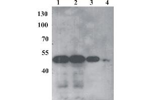Western Blot testing of anti-BPV E2 monoclonal antibody (1E4). (Bovine Papilloma Virus 1 E2 (BPV-1 E2) (AA 250-280) Antikörper)