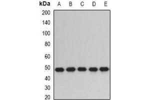 Western blot analysis of ERp5 expression in SW480 (A), HepG2 (B), mouse lung (C), mouse testis (D), rat liver (E) whole cell lysates.