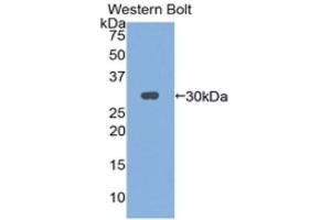 Western Blotting (WB) image for anti-Interleukin 2 Receptor, gamma (IL2RG) (AA 23-263) antibody (ABIN1859417) (IL2RG Antikörper  (AA 23-263))