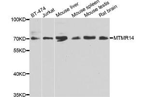Western blot analysis of extracts of various cell lines, using MTMR14 antibody (ABIN4904446) at 1:1000 dilution. (MTMR14 Antikörper)