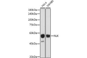 Western blot analysis of extracts of various cell lines, using NLK antibody (ABIN7268846) at 1:1000 dilution. (Nemo-Like Kinase Antikörper)