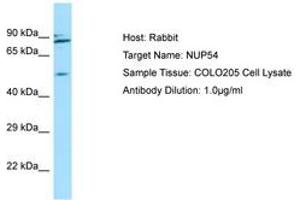 Image no. 1 for anti-Nucleoporin 54kDa (NUP54) (AA 302-351) antibody (ABIN6750030) (NUP54 Antikörper  (AA 302-351))