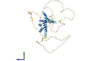 AlphaFold protein structure predicition of Human Recombinant MEIS2 Protein, UniprotID O14770